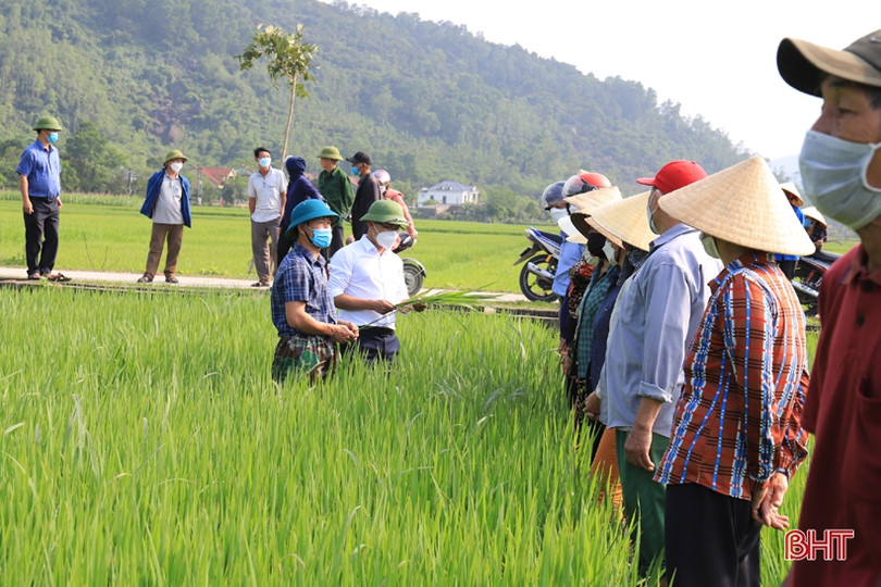 Nghi Xuân trang bị kiến thức phòng trừ bệnh hại lúa cho nông dân