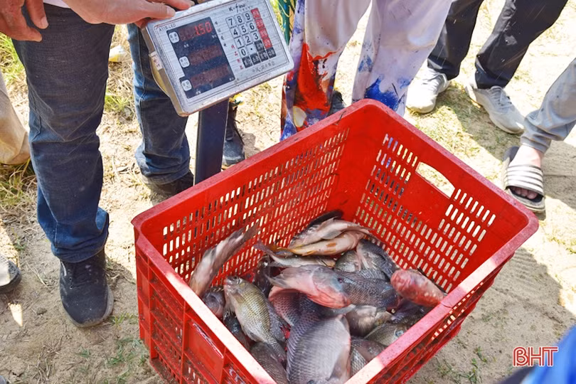 65 cần thủ toàn quốc đua tài câu cá bằng cần tay ở Hà Tĩnh