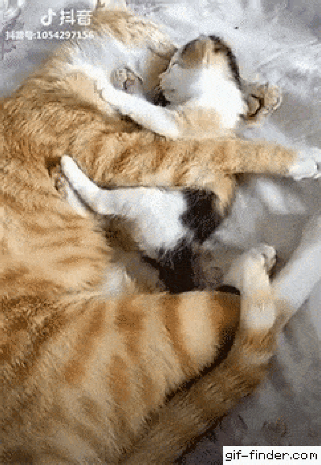 Cười “thả phanh” trong ngày đầu tuần với chùm ảnh động siêu hài hước