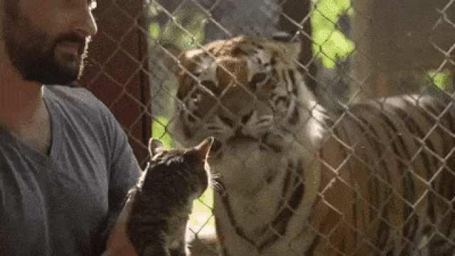 Cười “thả phanh” trong ngày đầu tuần với chùm ảnh động siêu hài hước