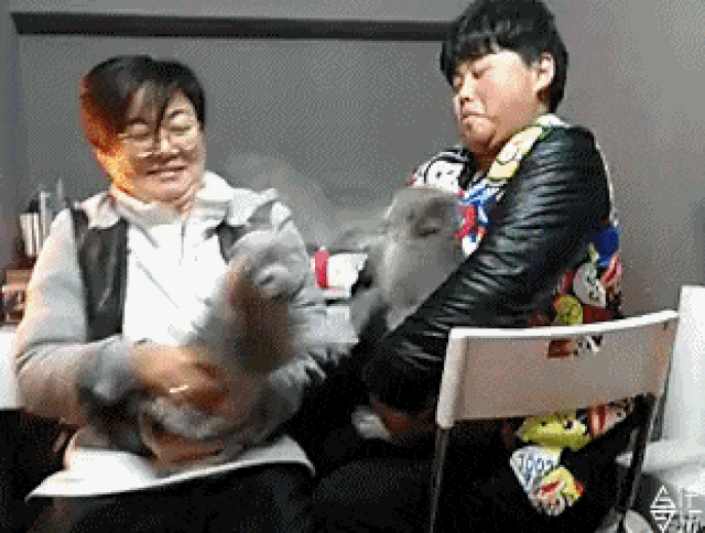 Cười “thả phanh” trong ngày đầu tuần với chùm ảnh động siêu hài hước