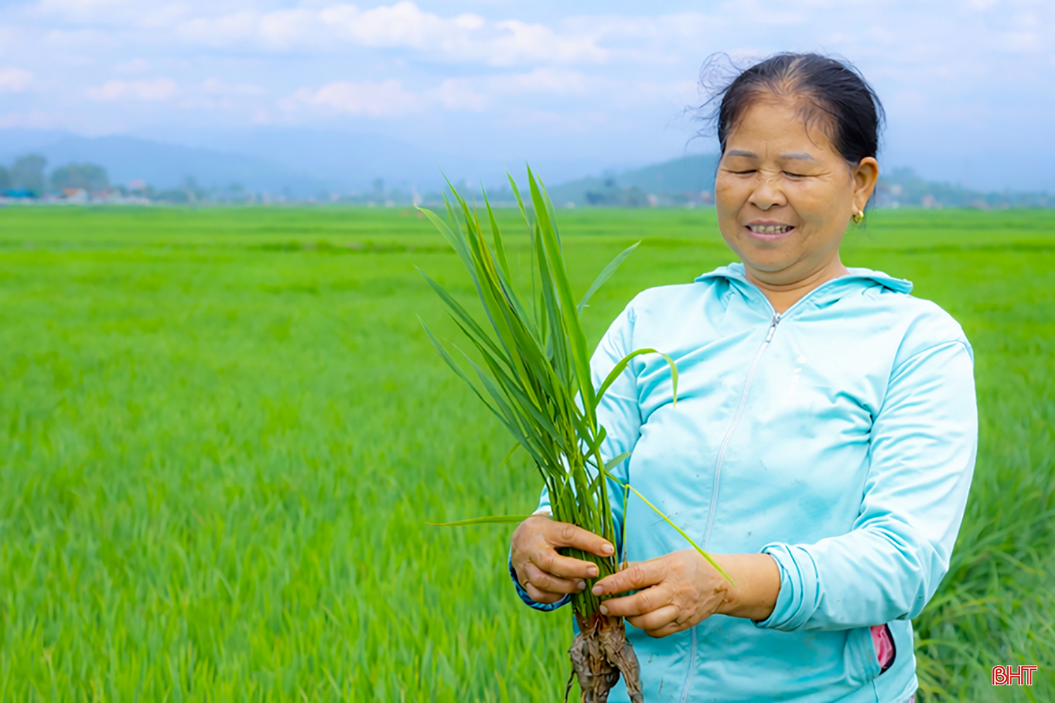 Những ngày này, bà Võ Thị Hà (thôn Yên, xã Tùng Lộc) thường xuyên ra đồng theo dõi sự phát triển của cây lúa, hoàn thành bón thúc đòng. Bà Hà cho biết: “Một số trà gieo cấy sớm đã có dấu hiệu chuyển sang giai đoạn làm đòng như: thân cứng, lá thứ hai từ trên xuống bắt đầu thắt eo, màu lá chuyển vàng chanh nhạt. Kinh nghiệm bao năm cho thấy, việc bổ sung dinh dưỡng kịp thời trong giai đoạn này sẽ giúp cây sinh trưởng, phát triển tốt".