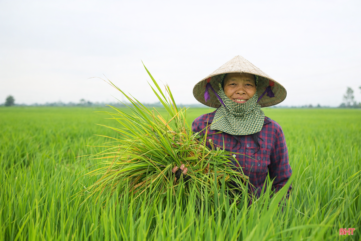Chị Trần Thị Bình (thôn K130, xã Can Lộc) cho biết: “Vụ xuân là vụ sản xuất quan trọng nhất trong năm, thường cho năng suất cao nên tôi đặc biệt chú trọng chăm sóc. Với 6 sào lúa của gia đình, tôi tập trung bón phân đúng thời điểm, duy trì mực nước ổn định trong ruộng”.