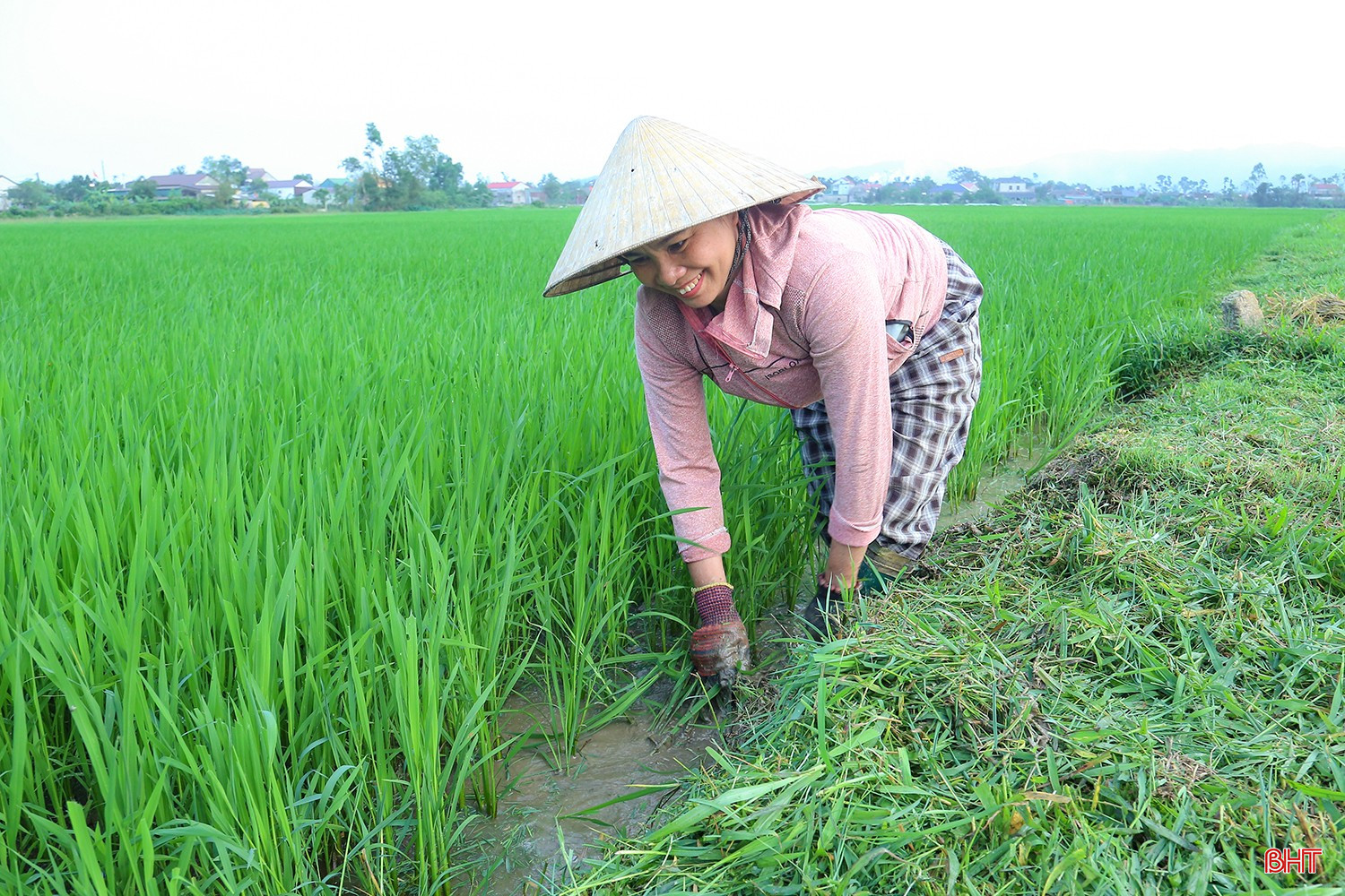 Cùng với đó, nhiều hộ dân cũng tranh thủ làm cỏ bờ để hạn chế cạnh tranh dinh dưỡng, giảm nơi trú ngụ của chuột và các loại sâu, bệnh hại.
