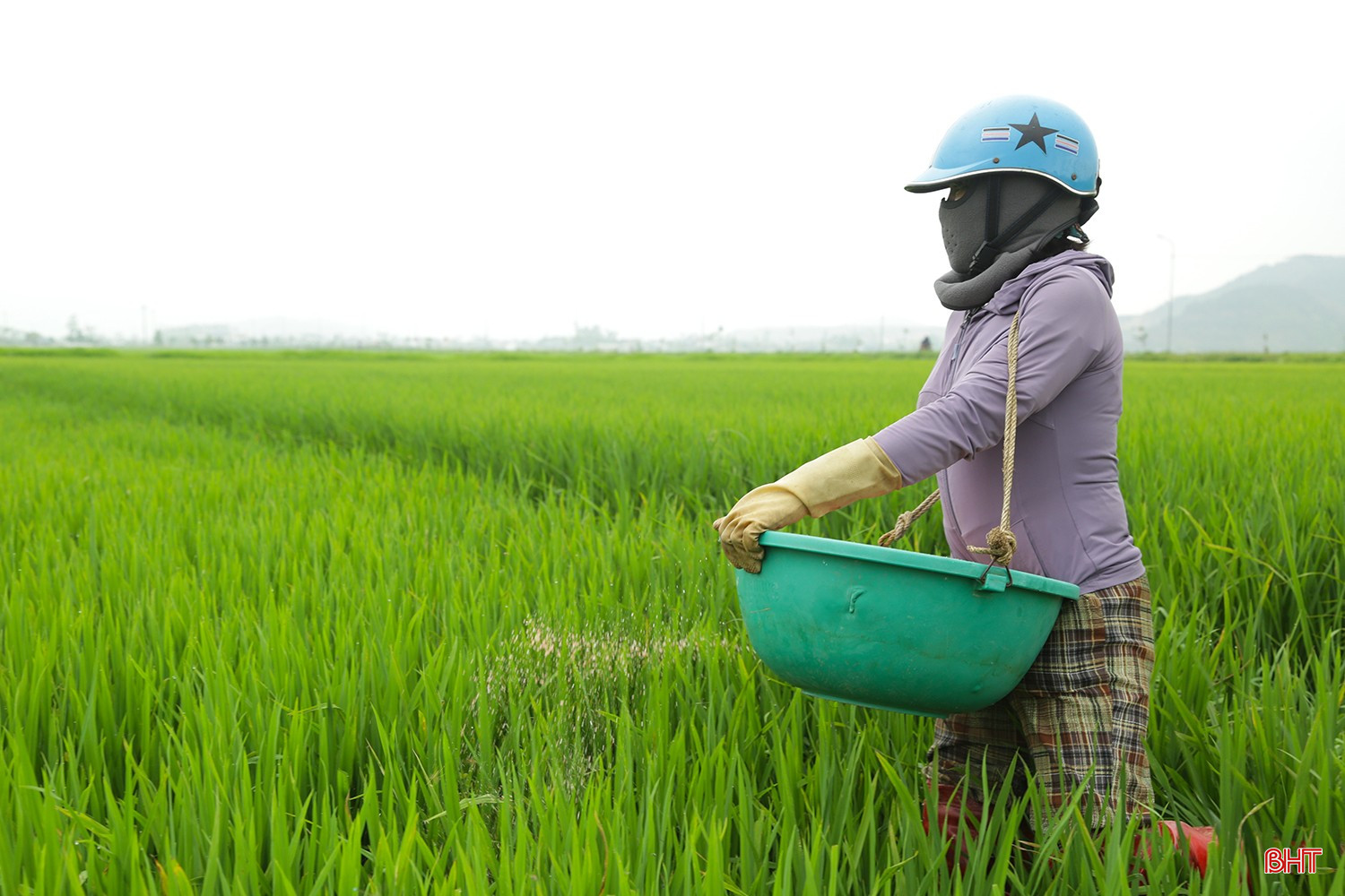 Vụ xuân năm nay, xã Can Lộc gieo cấy hơn 1.700 ha lúa. Nhờ cơ cấu giống hợp lý, xuống giống đúng thời vụ, phần lớn diện tích sinh trưởng đồng đều, tiếp tục khẳng định vị thế vùng lúa trọng điểm của tỉnh.