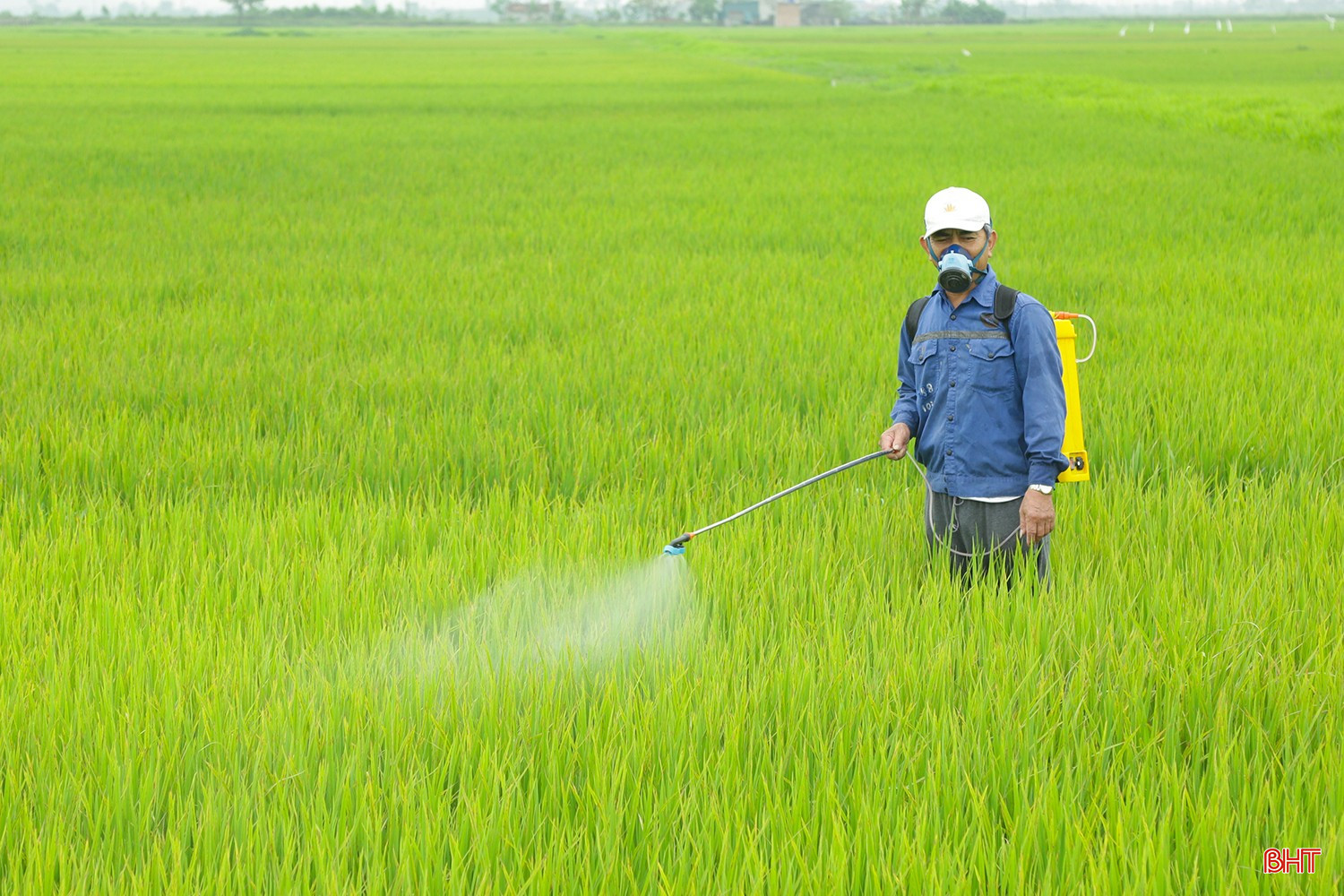 Người dân tăng cường bám đồng, theo dõi sát tình hình sinh trưởng của cây lúa để kịp thời triển khai các biện pháp phòng trừ, bảo vệ sản xuất vụ xuân.