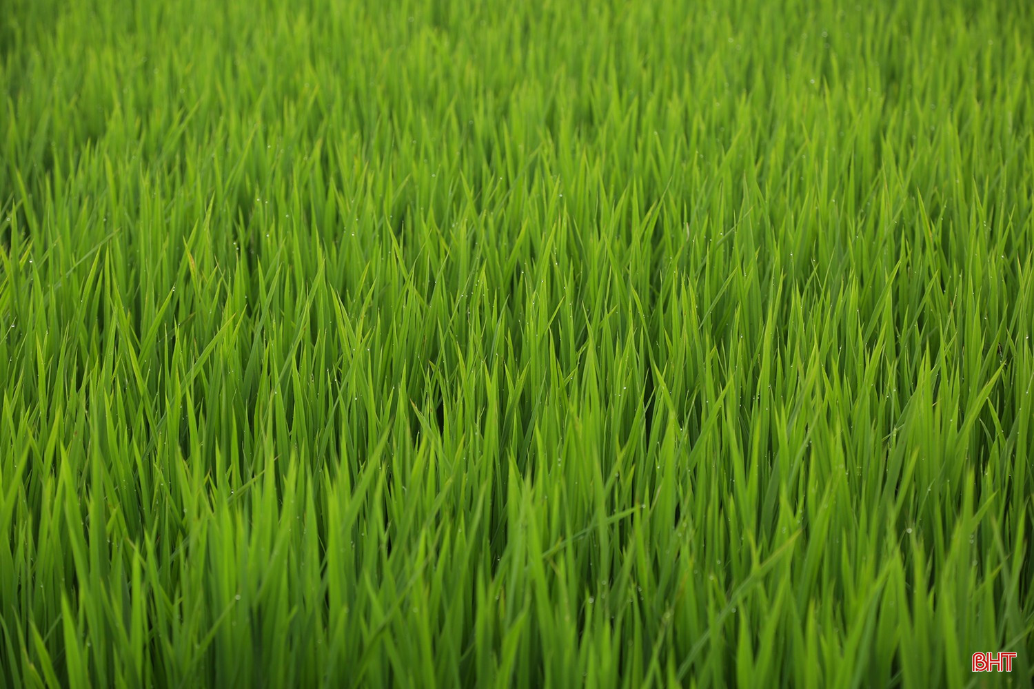 Tại xã Mai Phụ, các trà lúa cũng đang chuẩn bị bước vào giai đoạn đứng cái - làm đòng. Nông dân tranh thủ tối đa thời gian làm cỏ bờ, bón thúc đợt 2, giữ nước hợp lý trong chân ruộng để cây lúa sinh trưởng tốt.