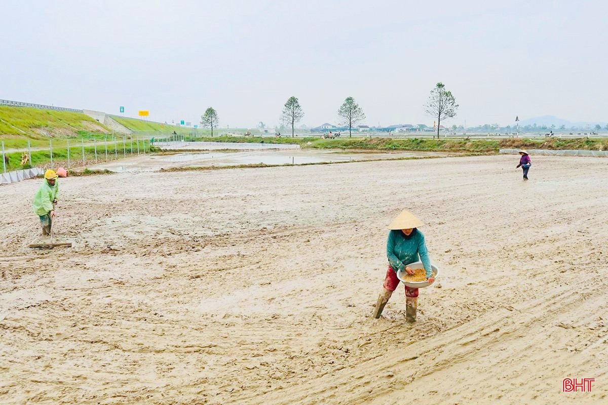 Để vụ xuân đạt hiệu quả cao nhất, UBND xã Đồng Lộc đã chỉ đạo cán bộ chuyên trách phối hợp chặt chẽ với các thôn, bám sát đồng ruộng để kịp thời hướng dẫn bà con các biện pháp chăm sóc, phòng trừ sâu bệnh, diệt chuột bảo vệ sản xuất. Việc tuân thủ nghiêm ngặt lịch thời vụ không chỉ giúp cây lúa sinh trưởng trong khung thời gian tối ưu mà còn hạn chế tối đa tác động tiêu cực của các đợt rét đậm, rét hại có thể xảy ra.