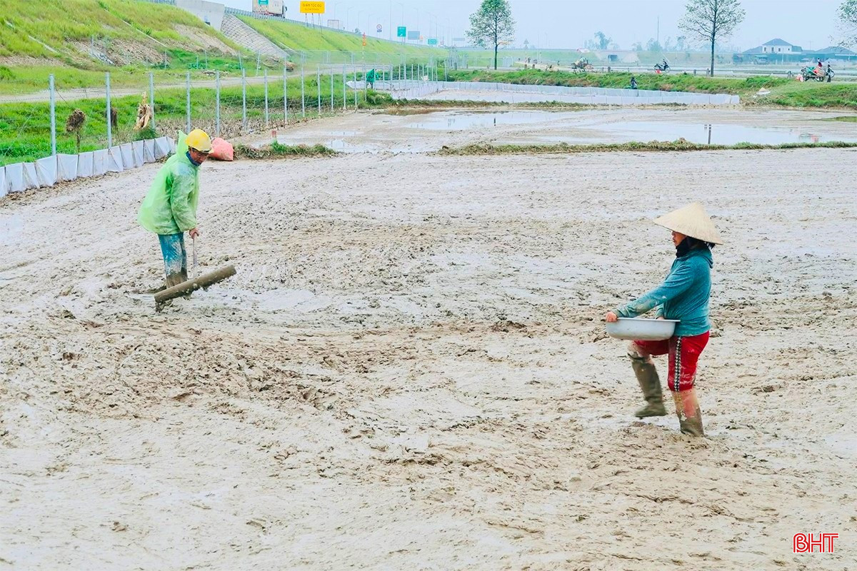 Khắp các cánh đồng ở xã Đồng Lộc, không khí sản xuất vụ xuân cũng diễn ra khẩn trương, sôi nổi. Vụ này, toàn xã phấn đấu gieo cấy hơn 1.500 ha lúa, cơ cấu các loại giống như: Nếp 98, Hà Phát 3, Bắc Thịnh, QP5. Đây là những giống có thời gian sinh trưởng phù hợp, khả năng chịu rét tốt, có thể thích ứng với điều kiện thời tiết lạnh đầu vụ và cho năng suất, chất lượng ổn định