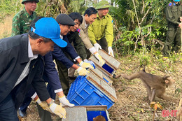 Thả 23 cá thể khỉ quý hiếm về rừng tự nhiên Vườn Quốc gia Vũ Quang