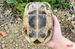 Bàn giao cá thể rùa núi vàng quý hiếm