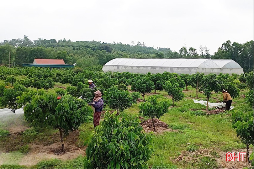Hội viên nông dân Hà Tĩnh được tạo điều kiện thuận lợi để đầu tư mở rộng sản xuất, áp dụng công nghệ hiện đại và nâng cao chất lượng, giá trị nông sản. bqbht_br_a2.jpg