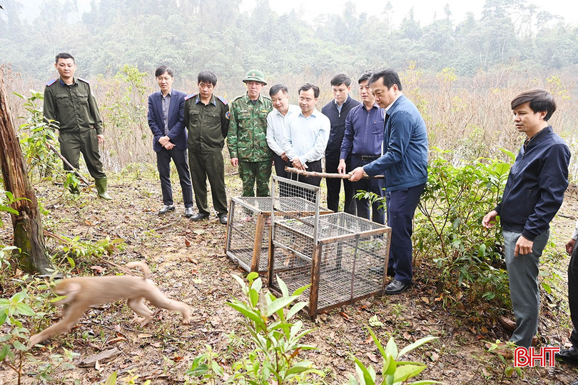 El vicepresidente del Comité Popular Provincial, Ho Huy Thanh, y sus delegados liberaron dos macacos de cola de cerdo. bqbht_br_7.jpg