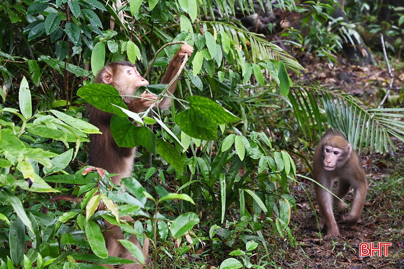 Los monos se integraron rápidamente en el entorno natural. bqbht_br_6.jpg