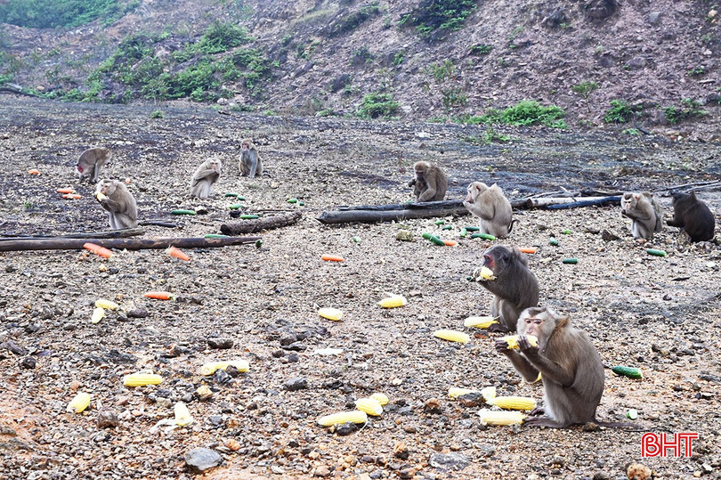 Desde principios de año, el Parque Nacional Vu Quang ha liberado 150 animales en peligro de extinción, preciosos y raros, devueltos al bosque natural. bqbht_br_3-2394.jpg