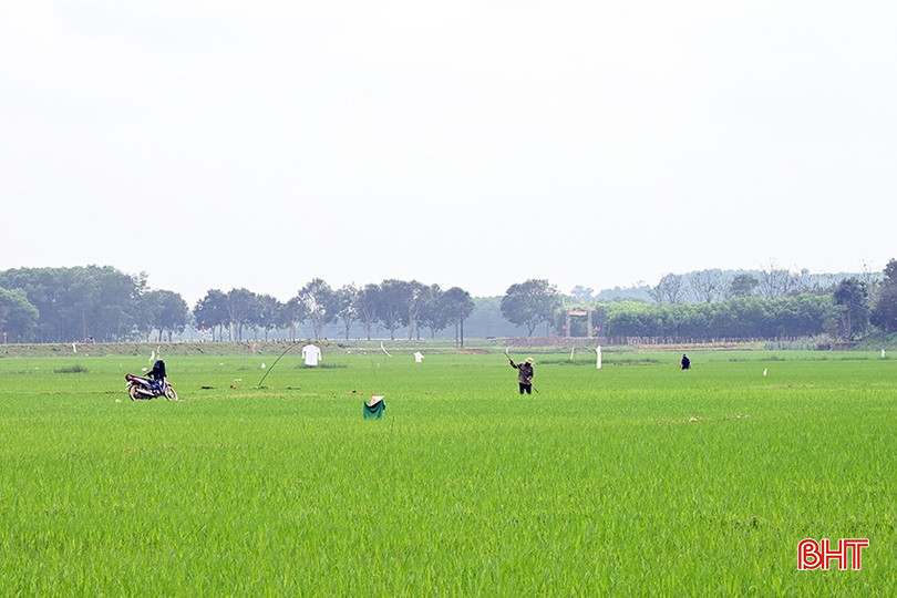 Trên các đồng ruộng, người dân tìm cách xua đuổi chim trời và tích cực khắc phục thiệt hại. bqbht_br_1.jpg