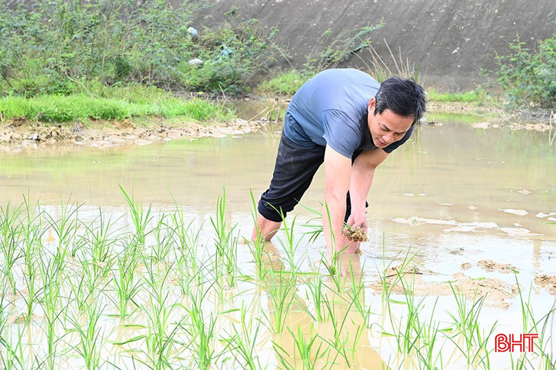 Gia đình anh Đoàn Xuân Nghi ở xã Phúc Đồng bị chim trời phá hại hơn 8 sào lúa. bqbht_br_3.jpg