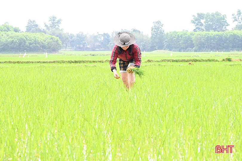 Hiện nay các diện tích bị thiệt hại đã cơ bản được khôi phục. bqbht_br_2.jpg