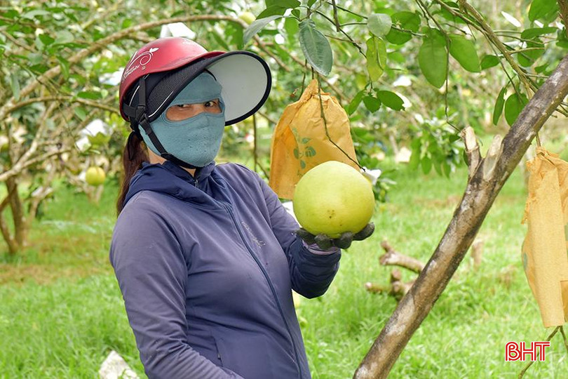 Quả bưởi Phúc Trạch năm nay có trọng lượng lớn và đồng đều là cơ sở để người dân kỳ vọng giá bưởi sẽ cao hơn so với mặt bằng chung các năm trước. 2.jpg