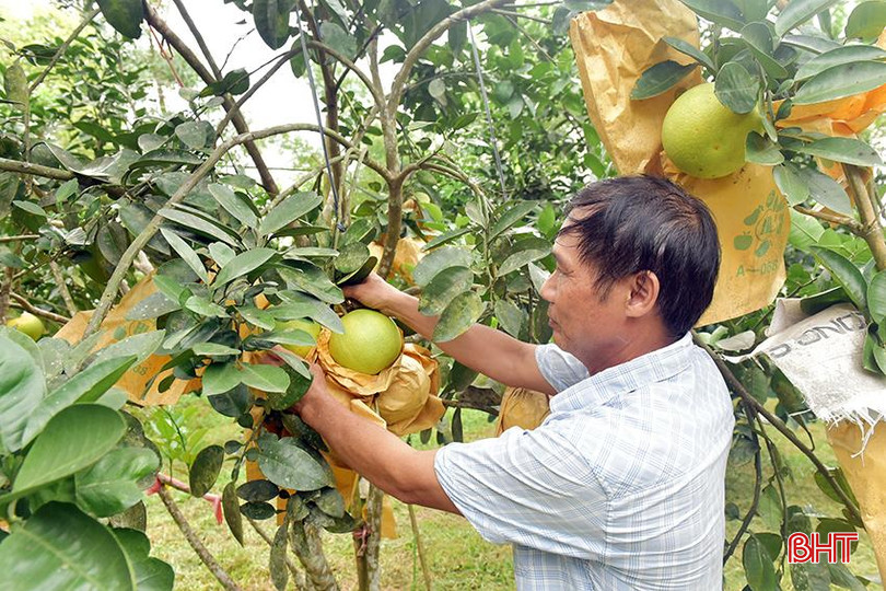 Anh Hồ Sỹ Hồng (xã Hà Linh) hi vọng giá bưởi năm nay sẽ tốt hơn các năm trước. 3.jpg