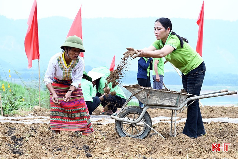 Hành tăm là cây bản địa, có chất lượng rất tốt trên địa bàn huyện Hương Khê. 1-8237.jpg
