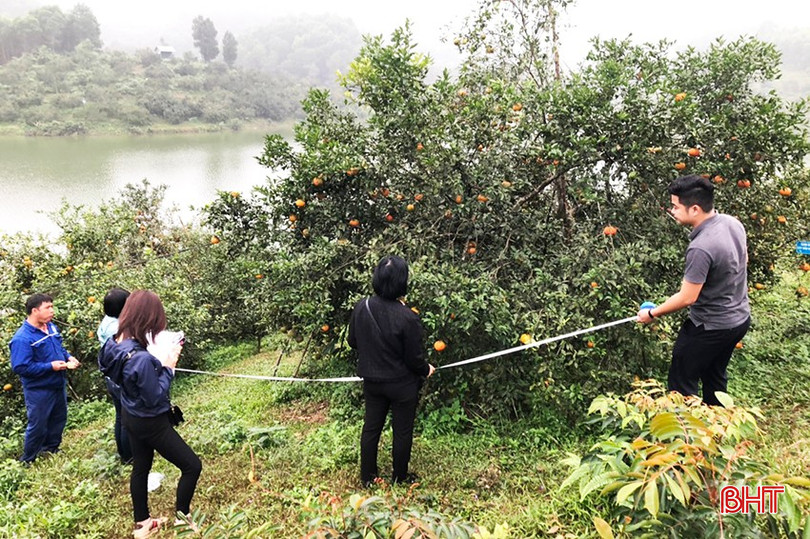 Nhóm nghiên cứu thực hiện điều tra, tuyển chọn, thẩm định cơ sở cây đầu dòng. bqbht_br_a4.jpg