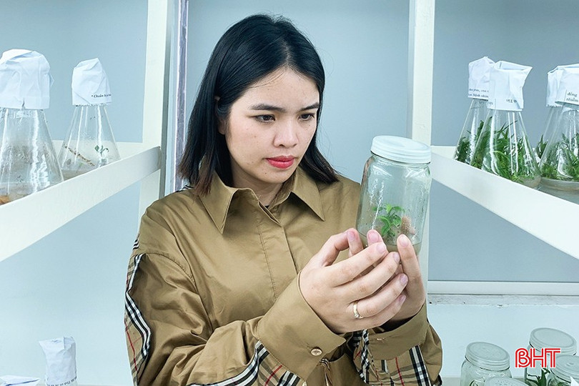 Tháng 9/2020, Trung tâm ứng dụng KHCN và ĐMST Hà Tĩnh triển khai dự án: “Sản xuất thử nghiệm nguồn gen cam bù Hương Sơn và cam giòn Thượng Lộc, Hà Tĩnh”. bqbht_br_2.jpg