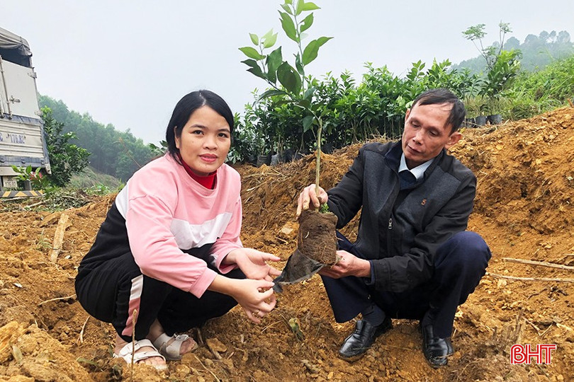 Cây giống được cung cấp cho các mô hình trồng mới trên tổng diện tích 20ha tại Hương Sơn và Can Lộc. bqbht_br_a3.jpg