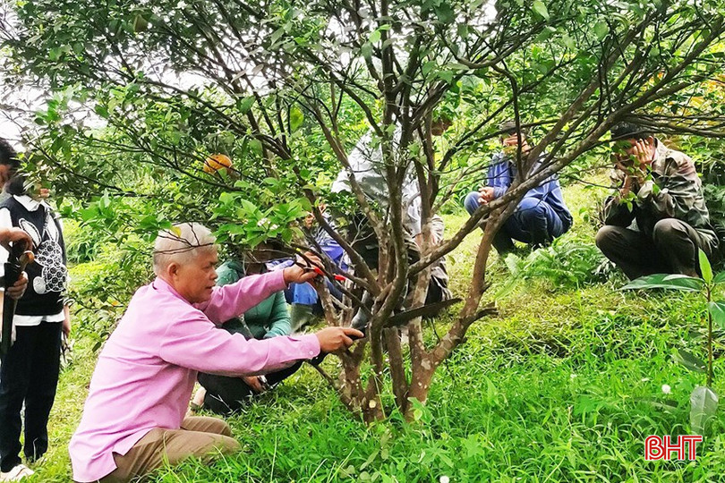 Dự án cũng triển khai mô hình thâm canh nhằm hỗ trợ vật tư, phân bón, kỹ thuật chăm sóc trên các vườn cam. bqbht_br_a5.jpg