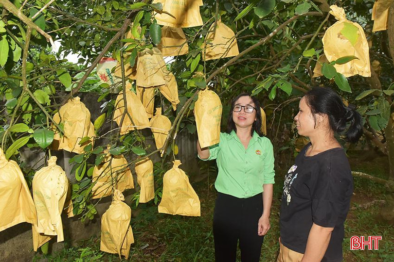 Sau khi được tuyên truyền, bà Lê Thị Thảo đã tham gia mô hình cây bảo hiểm. 3.jpg