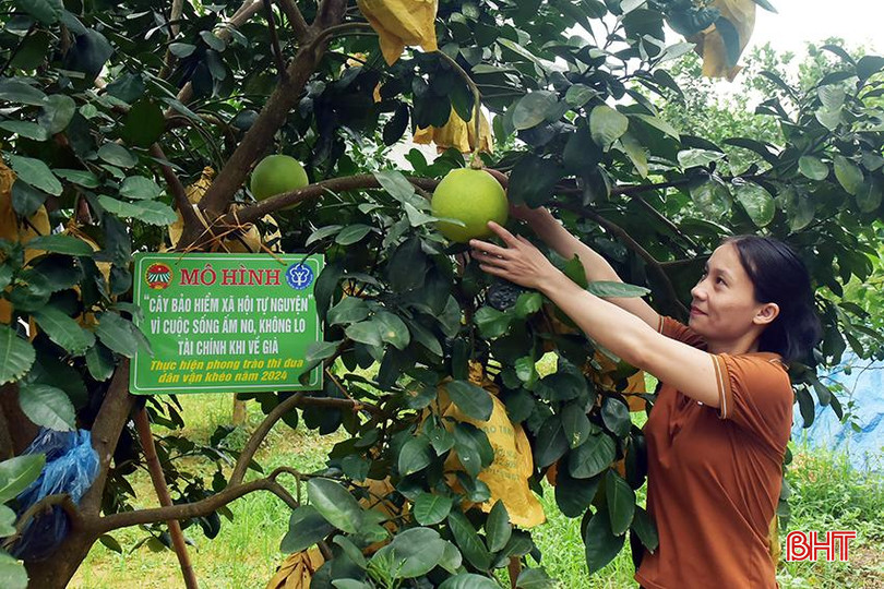 Chị Mai Thị Lài (thôn Ngọc Bội, xã Hương Trạch) dành riêng 2 cây bưởi Phúc Trạch trong vườn nhà để mua BHXH. 4.jpg