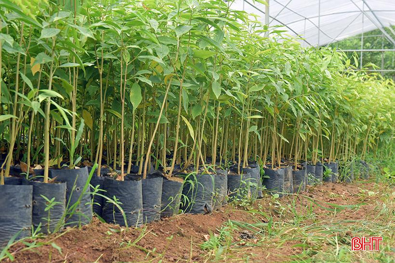 Vụ sản xuất năm nay, anh Văn làm gần 100 nghìn bầu cây. 3.jpg