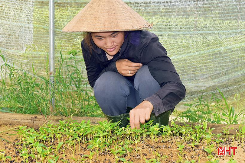 Chị Quỳnh làm công thường xuyên tại vườn ươm chính với mức thu nhập hơn 6,5 triệu đồng/tháng. 5.jpg