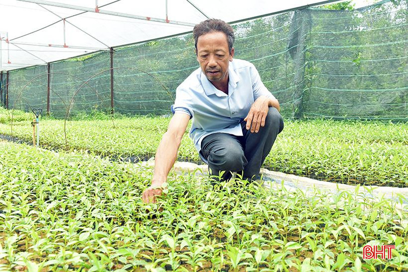 Anh Trần Ngọc Văn bén duyên với nghề ươm cây giống từ năm 2002. 4.jpg