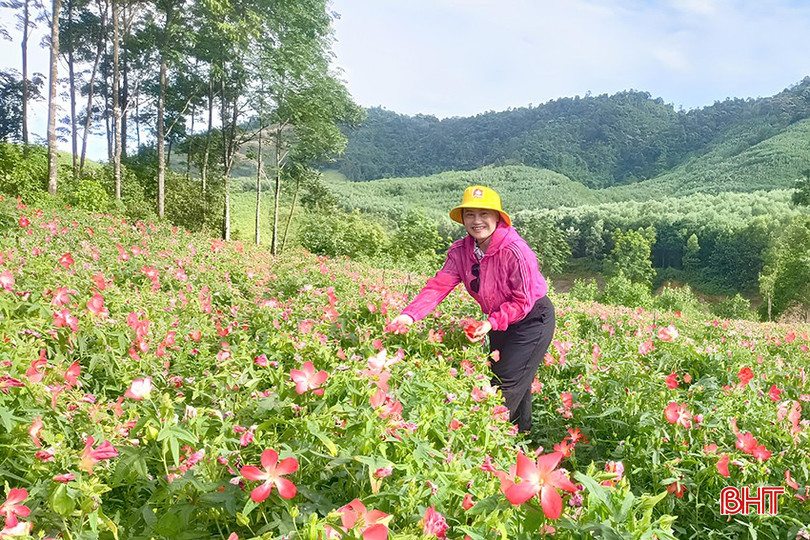 Mô hình trồng thử nghiệm sâm bố chính của gia đình anh Lưu Văn Thạch tại xã Phúc Trạch đang phát triển tốt. bqbht_br_3.jpg