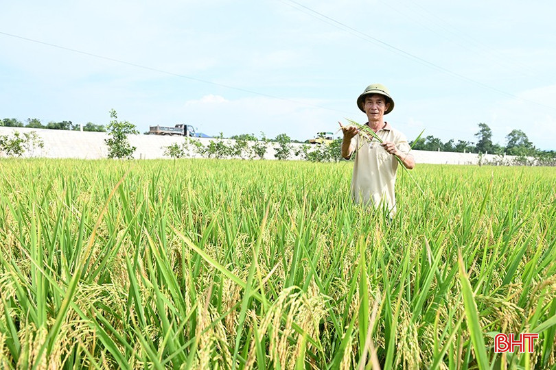Thời gian qua, ngành KHCN ưu tiên công tác tuyển chọn, du nhập, khảo nghiệm và nhân rộng các giống cây trồng, vật nuôi mới có năng suất cao, chất lượng tốt, thích ứng rộng. bqbht_br_2.jpg