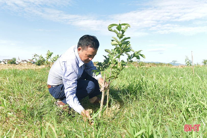 Tham gia CLB Nông dân sản xuất kinh doanh giỏi huyện Đức Thọ, ông Nguyễn Đình Phúc đã học tập và thử nghiệm sản xuất một số giống cây mới. bqbht_br_5.jpg
