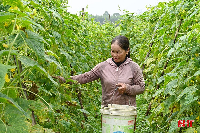 3 sào dưa chuột của gia đình bà Nguyễn Thị Sâm dự kiến sẽ cho thu nhập khoảng 25 triệu đồng. bqbht_br_1.jpg