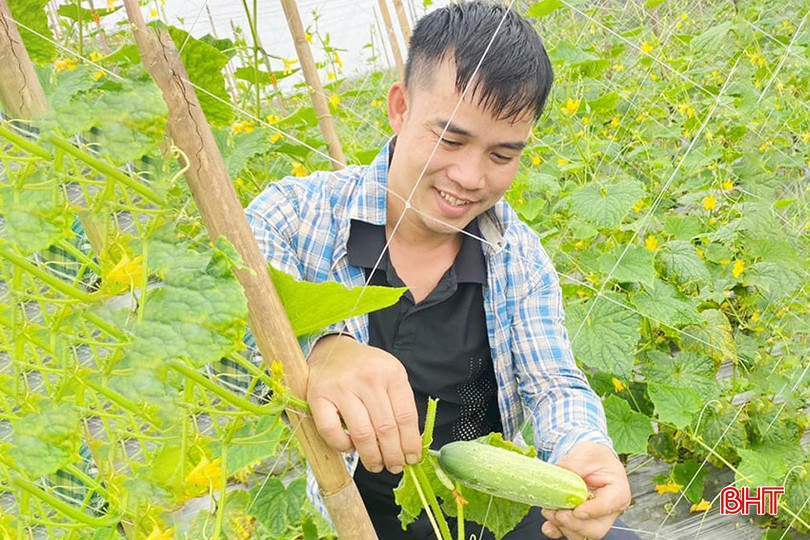 Phương thức canh tác mới của Hợp tác xã Nhật Hằng đang cho thấy năng suất, hiệu quả cao. bqbht_br_44.jpg