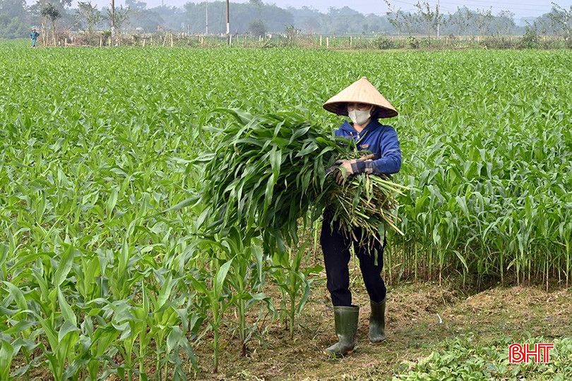 Chị Nguyễn Thị Nga (thôn 1, xã Hương Thủy) chủ động trồng ngô sinh khối để làm thức ăn cho gia súc trong ngày rét. bqbht_br_1.jpg