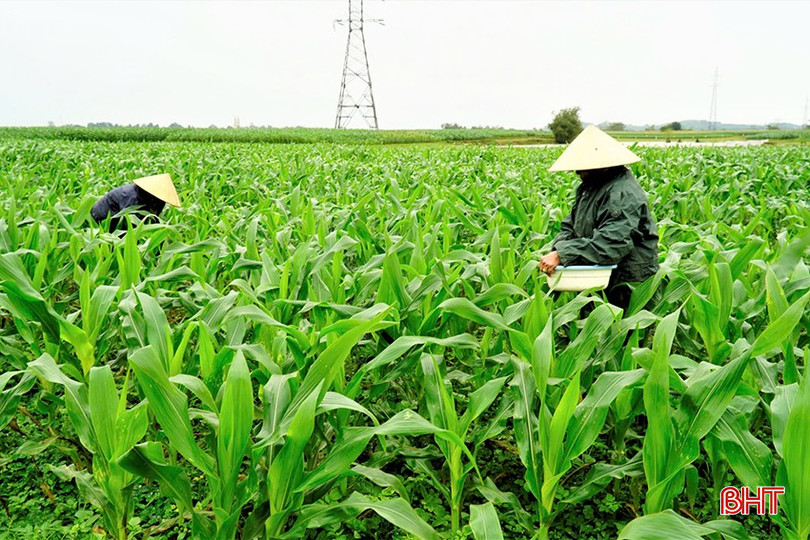 Cây ngô sinh khối đang góp phần giúp người dân Hương Khê chủ động bảo vệ đàn gia súc vượt qua thời tiết khắc nghiệt của mùa đông. bqbht_br_4.jpg