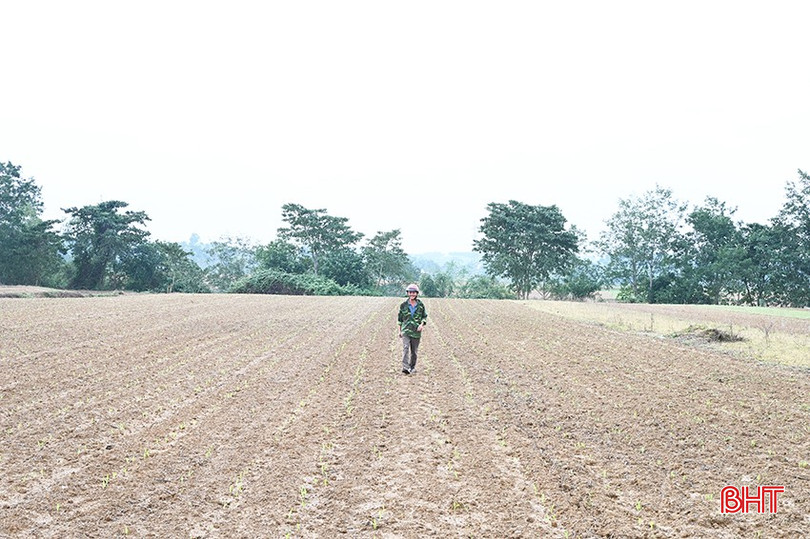 Diện tích ngô của ông Nguyễn Văn Dũng - thôn 5, xã Hương Giang đang phát triển tốt. bqbht_br_2.jpg