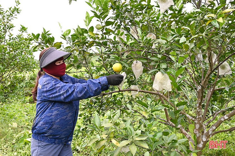 Sản phẩm hữu cơ có giá bán cao hơn giá trung bình của thị trường. bqbht_br_2.jpg