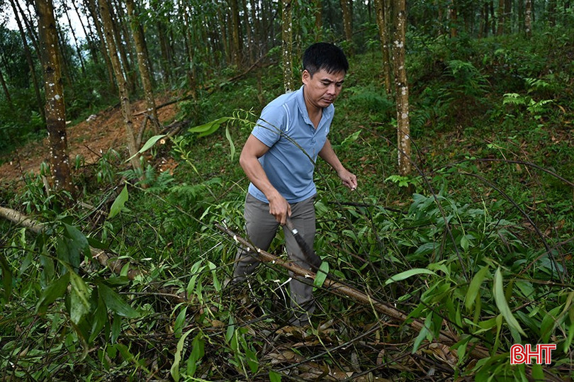 Người dân thôn Phú Lâm tiết kiệm tiền từ ngày công thu hoạch cây keo tràm hoặc trồng rừng để đóng BHXH. 3-798.jpg