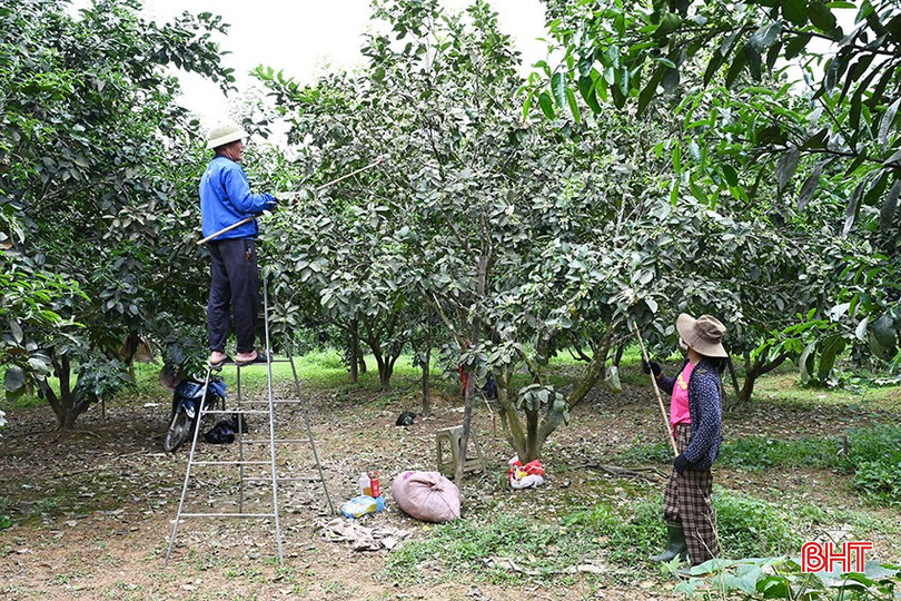 Theo anh Trần Đình Hiến (thôn Đồng Giang, xã Lộc Yên), thời tiết nắng ấm việc thụ phấn sẽ đạt hiệu quả cao hơn. bqbht_br_1.jpg