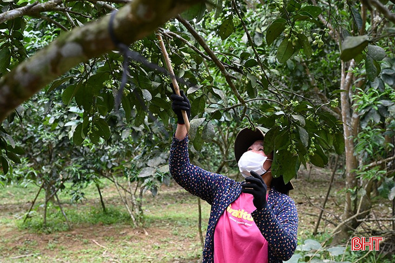 Công việc thụ phấn đòi hỏi sự tỉ mẩn, cẩn thận. bqbht_br_2.jpg