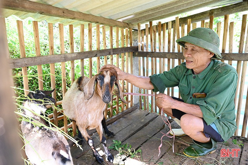 Ông Nguyễn Văn Anh nhận 3 con dê giống từ tháng 9/2024 đến nay đã nhân đàn lên 6 con. bqbht_br_5.jpg