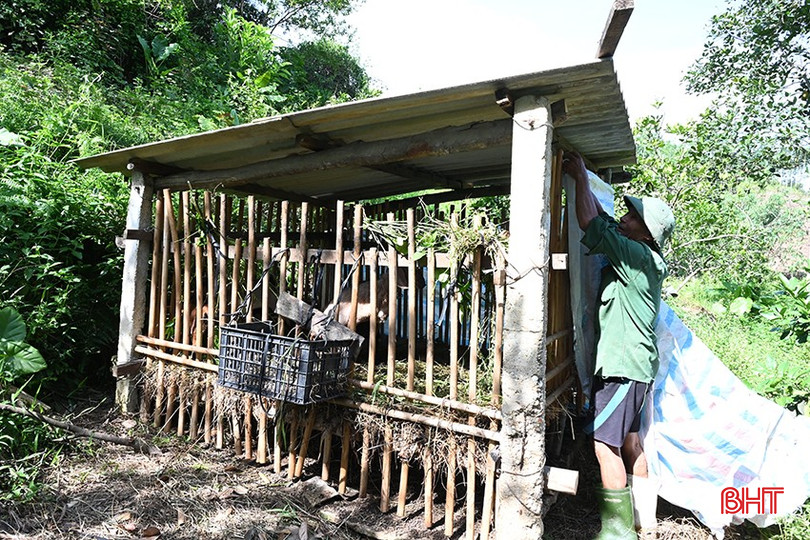 Tham gia mô hình chăn nuôi dê, người dân không phải đầu tư lớn. bqbht_br_4-1472.jpg