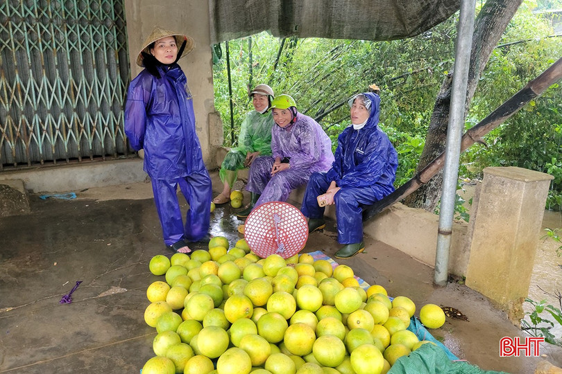Trong mưa lũ, hình ảnh những người nông dân, tiểu thương cố gắng thu hoạch, tiêu thụ bưởi cũng thể hiện ý chí vượt khó của người dân vùng lũ. Trong mưa lũ, hình ảnh những người nông dân, tiểu thương cố gắng thu hoạch, tiêu thụ bưởi cũng thể hiện ý chí vượt khó của người dân vùng lũ.
