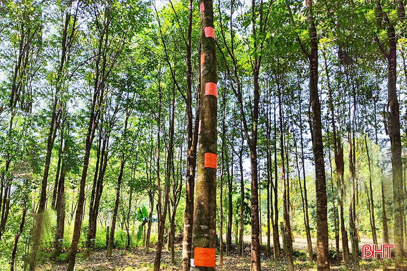 Cần những giải pháp tạo trầm mới mang tính khoa học, hạn chế việc khoan, đục thân cây. bqbht_br_6.jpg